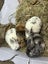 Purebred Standard Rex Rabbits Carousel 18