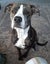 Lovely Dog Needs a New Home Carousel 1