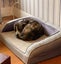 Lovely Dog Needs a New Home Carousel 3