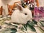 Baby rabbits Carousel 5
