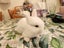 Baby rabbits Carousel 1