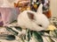 Baby rabbits Carousel 9