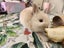Baby rabbits Carousel 7