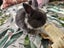 Baby rabbits Carousel 4