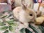 Baby rabbits Carousel 6