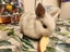 Baby rabbits Carousel 8