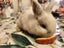 Baby rabbits Carousel 3