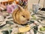 Baby rabbits Carousel 12