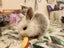 Baby rabbits Carousel 2