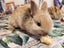 Baby rabbits Carousel 10