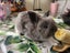 Baby rabbits Carousel 11