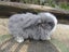 Mini Lop Rabbits Carousel 1
