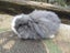 Mini Lop Rabbits Carousel 2