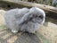 Mini Lop Rabbits Carousel 3