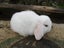 Mini Lop Rabbits Carousel 4