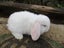 Mini Lop Rabbits Carousel 5