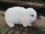 Mini Lop Rabbits Carousel 6
