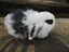 Mini Lop Rabbits Carousel 7