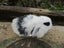 Mini Lop Rabbits Carousel 8