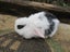 Mini Lop Rabbits Carousel 9