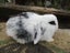 Mini Lop Rabbits Carousel 10