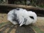 Mini Lop Rabbits Carousel 11