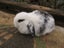Mini Lop Rabbits Carousel 12