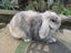 Mini Lop Rabbits Carousel 13