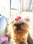 Blue Brussels Griffon puppies Carousel 5