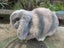 Mini Lop Rabbits Carousel 15