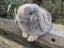 Mini Lop Rabbits Carousel 16