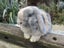 Mini Lop Rabbits Carousel 17