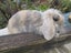 Mini Lop Rabbits Carousel 18