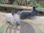Flemish Giant Rabbits Carousel 1