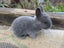 Flemish Giant Rabbits Carousel 2