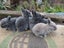Flemish Giant Rabbits Carousel 3