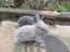 Flemish Giant Rabbits Carousel 4
