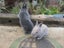 Flemish Giant Rabbits Carousel 5