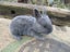 Flemish Giant Rabbits Carousel 6