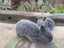 Flemish Giant Rabbits Carousel 7