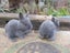 Flemish Giant Rabbits Carousel 8