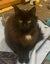 THE STREET CAT PROJECT - INDI - AVAILABLE FOR ADOPTION Carousel 2