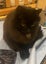 THE STREET CAT PROJECT - INDI - AVAILABLE FOR ADOPTION Carousel 3