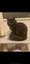 THE STREET CAT PROJECT - INDI - AVAILABLE FOR ADOPTION Carousel 4
