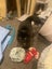 THE STREET CAT PROJECT - INDI - AVAILABLE FOR ADOPTION Carousel 5