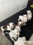 American bulldog x pit puppies Carousel 7
