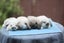 very cute Pure Bred mini Lops Carousel 1