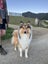 Border Collie x Rough Collie Puppies Carousel 12