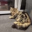 CAT RESCUE CHRISTCHURCH - Ready for Adoption - Marlow Carousel 2