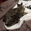 CAT RESCUE CHRISTCHURCH - Ready for Adoption - Marlow Carousel 3